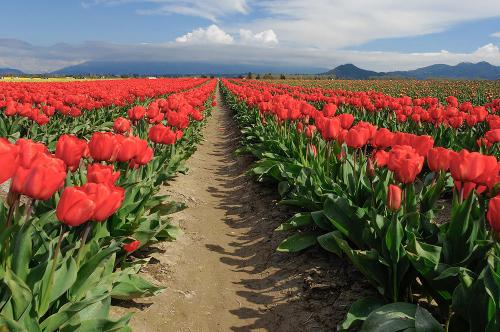 A vibrant field of red tulips stretches along a dirt path, with mountains and clouds in the background.