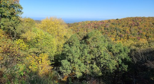 A vibrant landscape of autumn trees with colorful foliage under a clear blue sky.