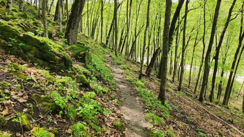 A winding dirt path through a lush green forest with moss-covered rocks and vibrant foliage.