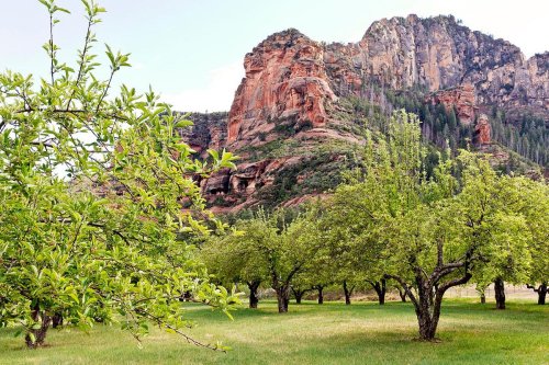 Lush green apple trees in an orchard with a rocky mountain backdrop under a clear sky.
