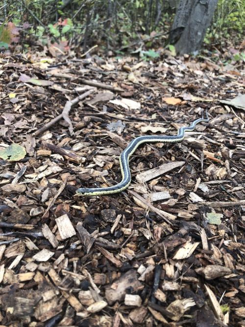 A slender snake with a striped pattern slithering over a bed of wood chips in a forested area.