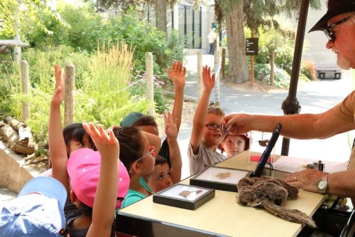 A group of children eagerly raising their hands while an adult shows them an object at an outdoor event.