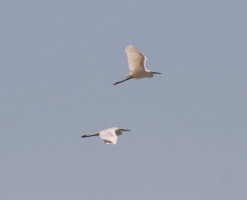 Two white birds flying against a clear blue sky.