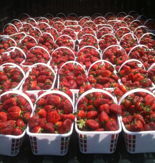 A large collection of white baskets filled with fresh, ripe strawberries arranged neatly.