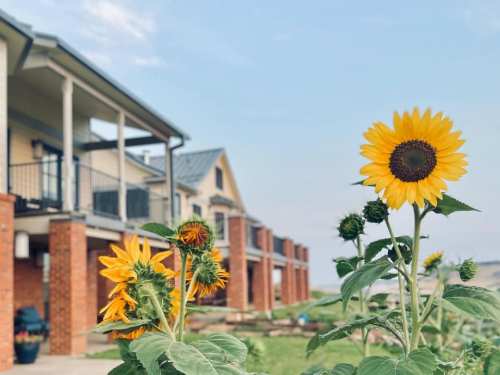 A vibrant sunflower stands in the foreground, with a row of houses and a clear sky in the background.