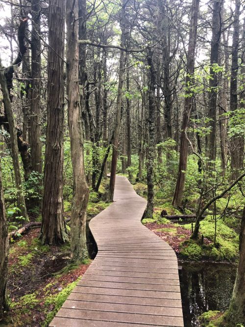 A winding wooden path through a lush green forest with tall trees and moss-covered ground.