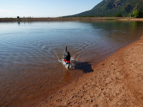 A black dog with a red collar wades into a calm lake, surrounded by sandy shore and mountains in the background.