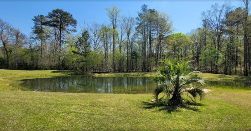 A serene pond surrounded by lush greenery and trees under a clear blue sky. A palm tree is in the foreground.
