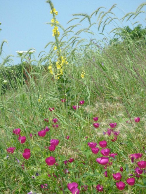 A vibrant field of wildflowers, featuring clusters of pink blooms and tall grasses under a clear blue sky.