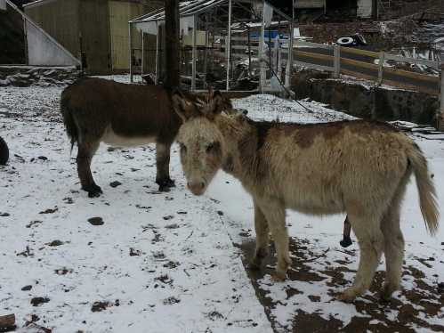 Two donkeys stand in a snowy area, with one facing the camera and the other turned away in the background.