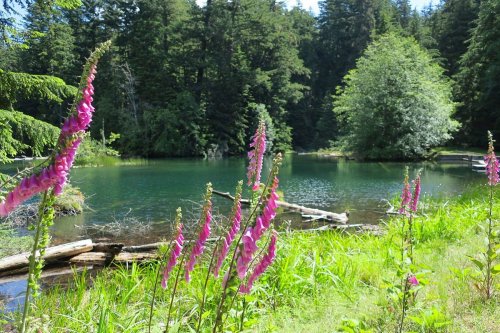 A serene pond surrounded by lush greenery and vibrant pink foxglove flowers under a clear blue sky.