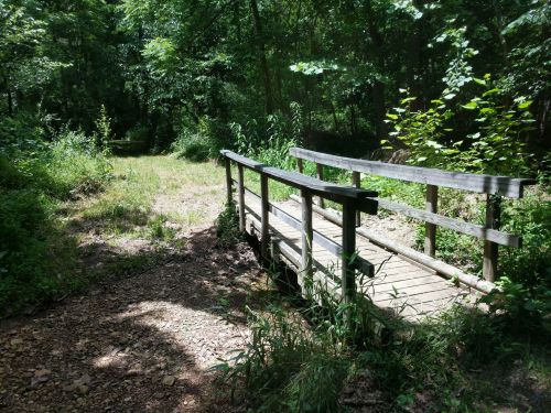 A wooden bridge over a small path in a lush, green forest with sunlight filtering through the trees.