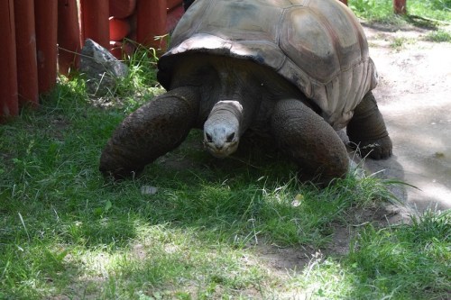 A large tortoise crawls on grass, showcasing its distinctive shell and wrinkled skin.