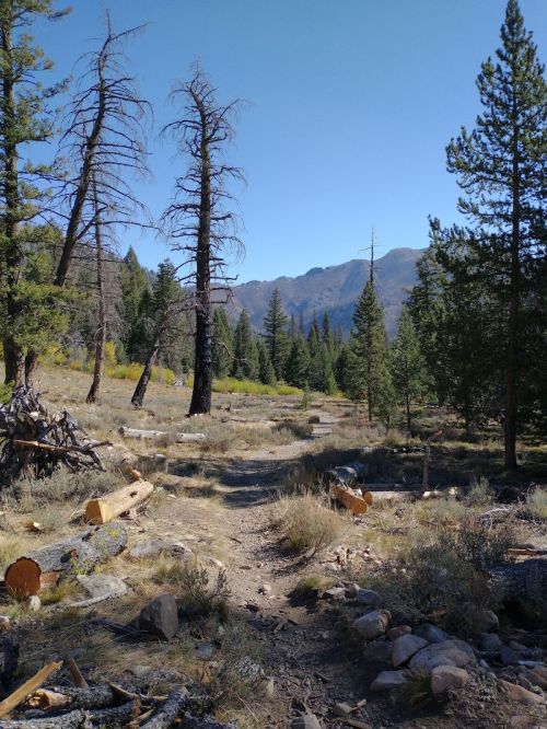 A dirt path winds through a forest with tall trees and mountains in the background under a clear blue sky.