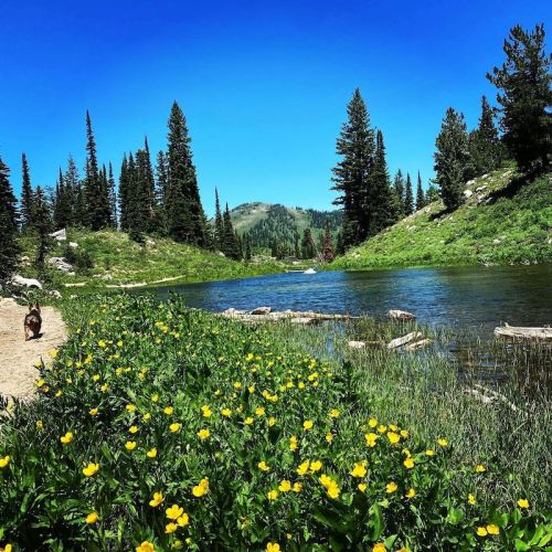 A scenic landscape featuring a clear blue sky, a river, lush greenery, and wildflowers, with a dog walking along a path.