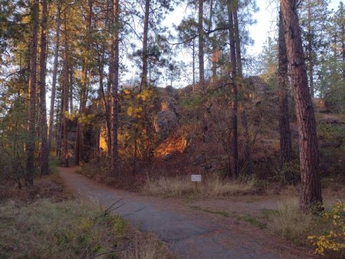A forest path splits near a rocky outcrop, surrounded by tall pine trees and soft, golden light.