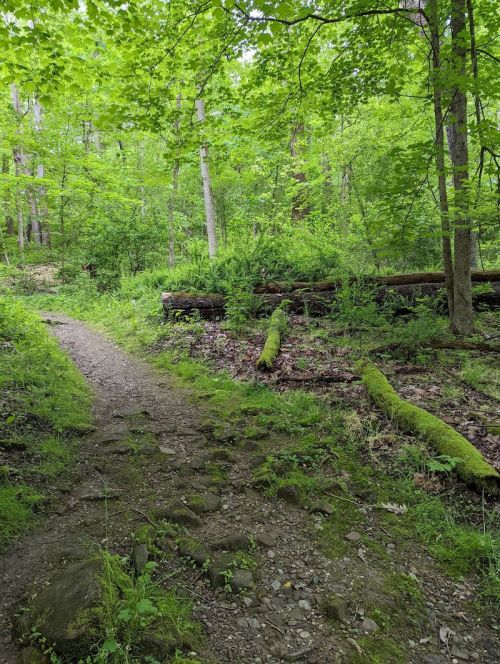 A winding dirt path through a lush green forest with trees and moss-covered logs.