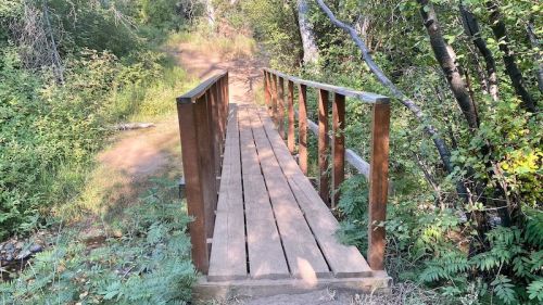 A wooden bridge spans a small path through a lush, green forest with trees and ferns surrounding it.