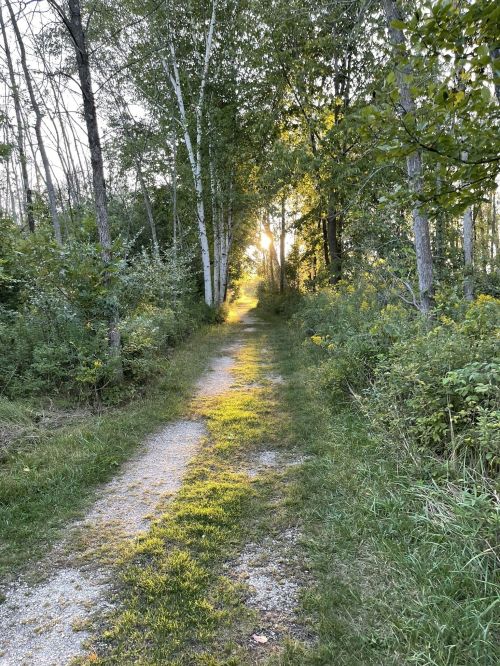 A sunlit path through a forest, lined with trees and greenery, leading into a warm, glowing light.