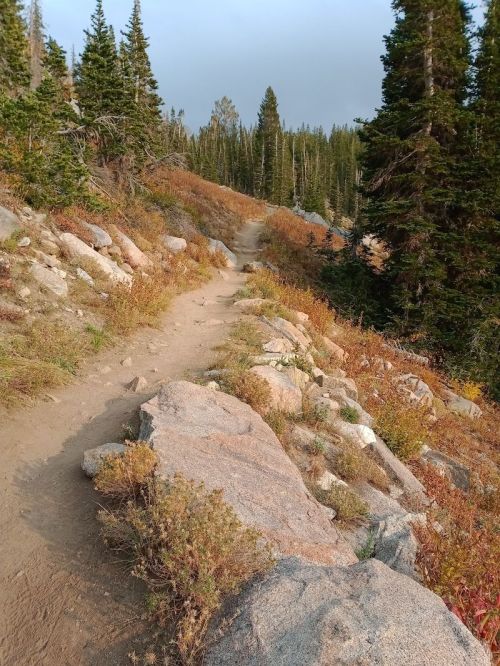 A rocky trail winds through a forested area with colorful foliage and tall trees under a hazy sky.