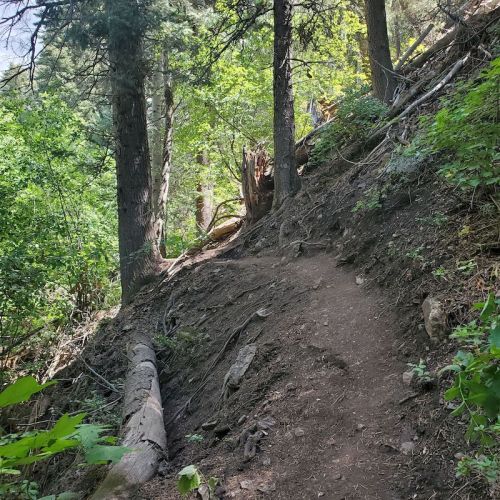 A narrow dirt path winds through a lush forest with tall trees and greenery on either side.