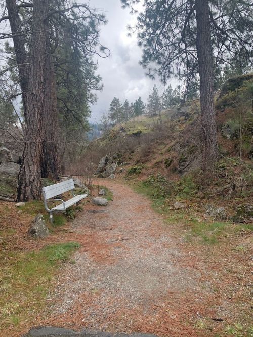A gravel path winds through a forested area, with a wooden bench beside it and tall trees in the background.