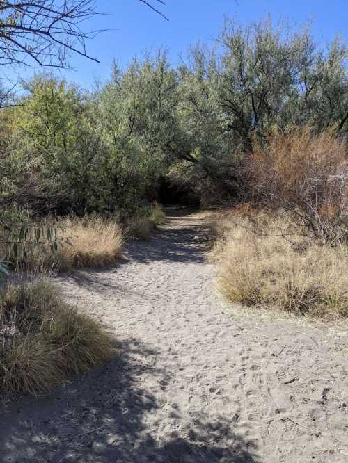 A sandy path winds through dense greenery and shrubs under a clear blue sky.