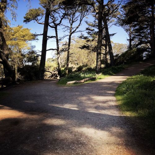 A winding dirt path through a forest with tall trees and dappled sunlight on the ground.