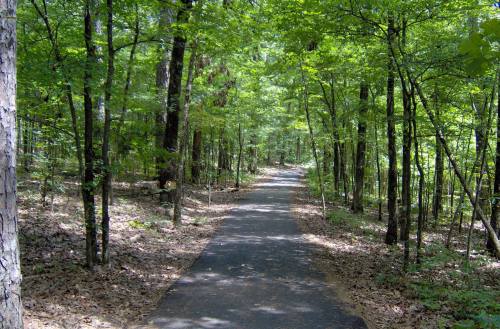 A serene forest path surrounded by lush green trees and dappled sunlight on a clear day.