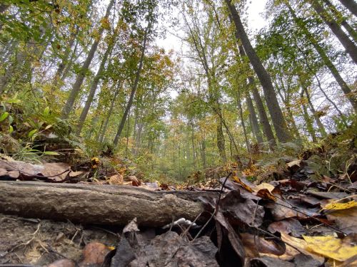 A forest scene viewed from the ground, showcasing fallen leaves and tall trees with autumn foliage.