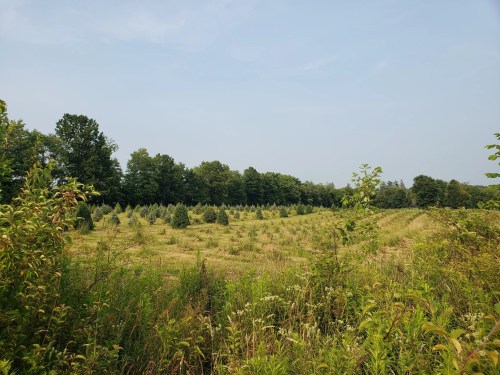 A wide view of a grassy field with rows of evergreen trees and surrounding greenery under a clear sky.