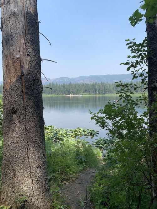 A serene lake surrounded by trees and greenery, with mountains in the background under a clear blue sky.