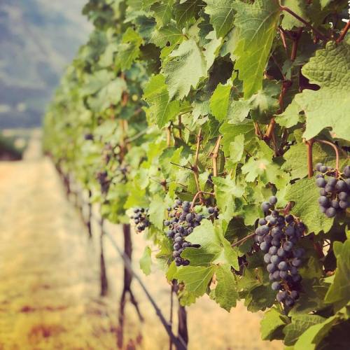 A row of grapevines with clusters of dark grapes hanging among lush green leaves in a vineyard.