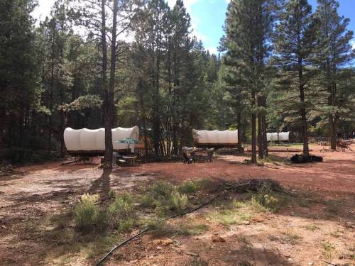 A forested area with several covered wagons among tall pine trees and scattered underbrush.