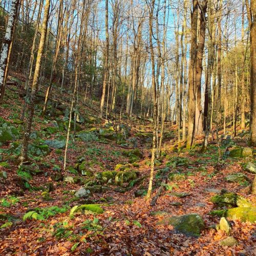 A serene forest scene with tall trees, rocky terrain, and a carpet of fallen leaves and moss.