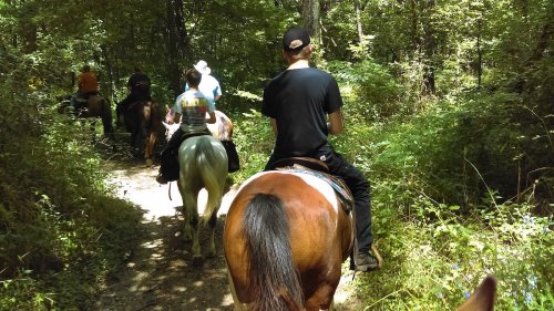 A group of people riding horses along a wooded trail, surrounded by lush greenery.