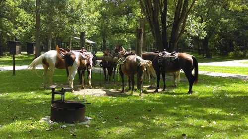 A group of saddled horses gathered around a shaded area in a park, with trees and a fire pit nearby.