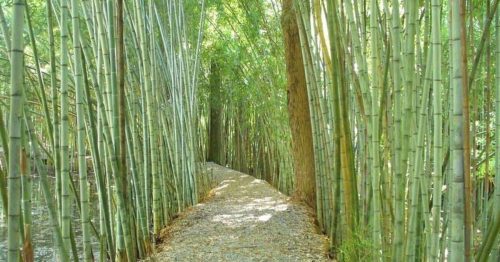 A serene pathway lined with tall bamboo stalks, surrounded by lush greenery and dappled sunlight.