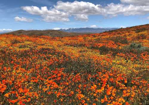 A vibrant field of orange poppies under a blue sky with fluffy clouds and distant mountains.