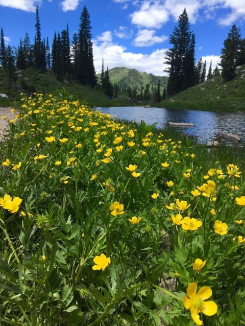 A vibrant field of yellow flowers by a serene lake, surrounded by lush greenery and tall trees under a blue sky.