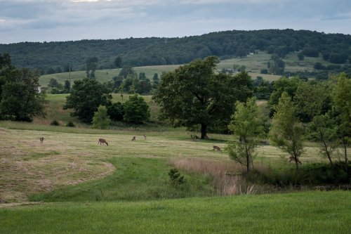 A serene landscape with deer grazing in a grassy field, surrounded by trees and rolling hills under a cloudy sky.