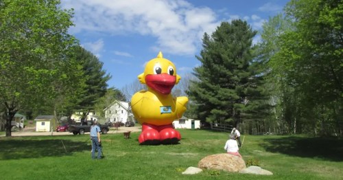 A giant inflatable yellow duck stands in a grassy area, with people nearby and trees in the background.