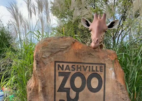 A giraffe peeks over a rock sign that reads "Nashville Zoo," surrounded by tall grass and greenery.