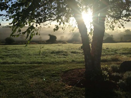 Sunlight filters through a tree, illuminating a misty field at dawn, with lush greenery in the foreground.