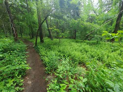 A narrow dirt path winds through a lush green forest filled with ferns and trees.