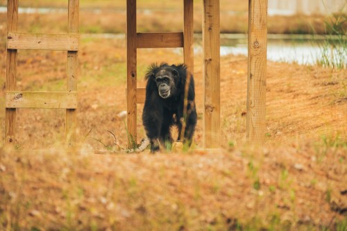 A chimpanzee walks through a wooden structure in a natural setting, surrounded by grass and a water body in the background.
