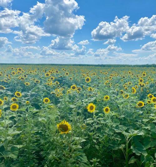 A vibrant field of sunflowers under a bright blue sky with fluffy white clouds.