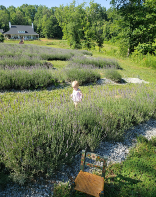 A child explores a lavender field with a house in the background and a wooden chair in the foreground.