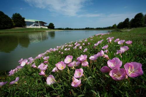 A serene lakeside view with pink flowers in the foreground and a modern building in the background under a blue sky.