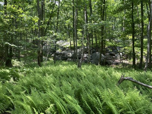 Lush green ferns blanket the forest floor, surrounded by trees and rocky outcrops in a serene woodland setting.